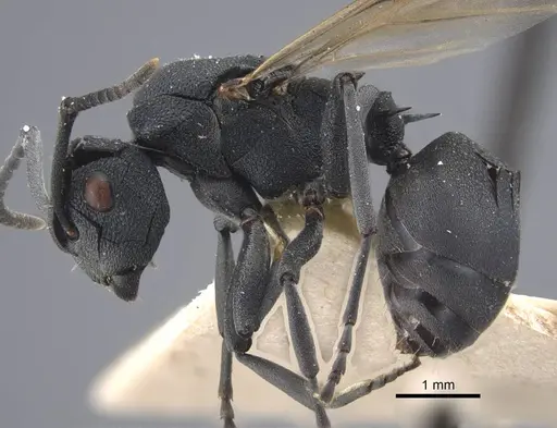 Polyrhachis cryptoceroides specimen CASENT0917281 image casent0917281_4