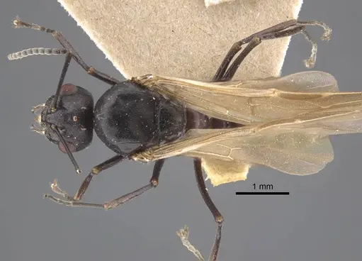 Polyrhachis cryptoceroides specimen CASENT0917282 image casent0917282_1