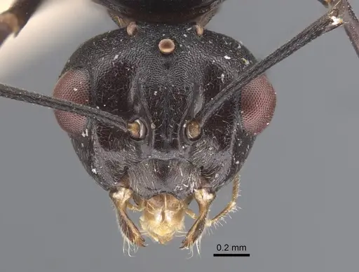 Polyrhachis cryptoceroides specimen CASENT0917282 image casent0917282_2