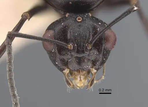Polyrhachis cryptoceroides specimen CASENT0917282 image casent0917282_3
