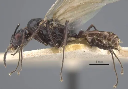 Polyrhachis cryptoceroides specimen CASENT0917282 image casent0917282_4