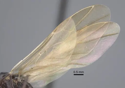 Polyrhachis cryptoceroides specimen CASENT0917282 image casent0917282_5