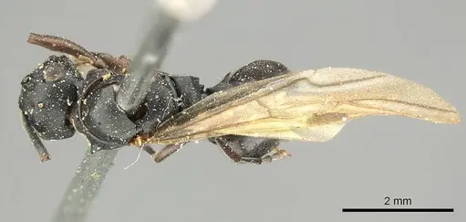 Polyrhachis cubaensis specimen CASENT0915810 image casent0915810_1