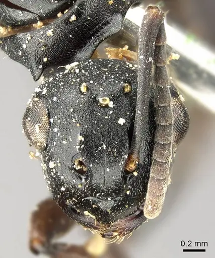 Polyrhachis cubaensis specimen CASENT0915810 image casent0915810_2