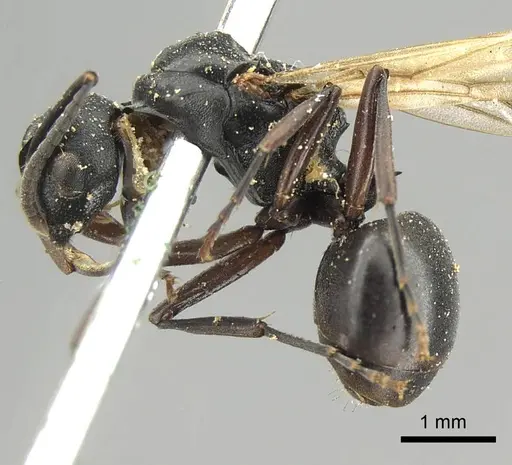 Polyrhachis cubaensis specimen CASENT0915810 image casent0915810_3