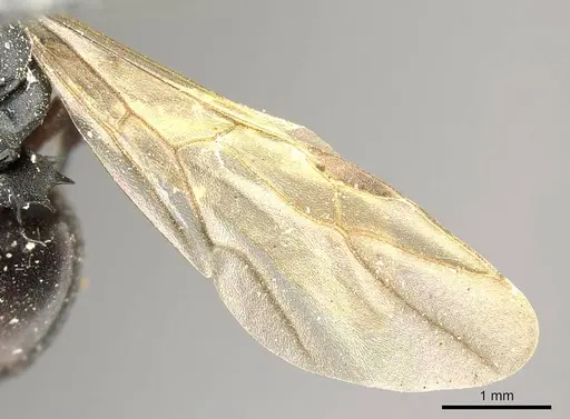 Polyrhachis cubaensis specimen CASENT0915810 image casent0915810_4