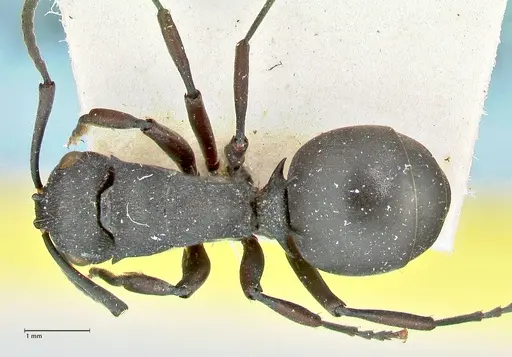 Polyrhachis cubaensis specimen FOCOL2584 image focol2584_1