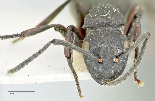 Polyrhachis cubaensis specimen FOCOL2584 image focol2584_2