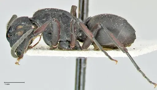 Polyrhachis cubaensis specimen FOCOL2584 image focol2584_3