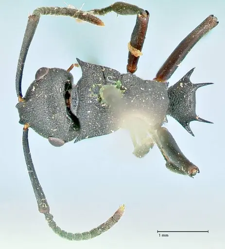 Polyrhachis cubaensis specimen FOCOL2585 image focol2585_1