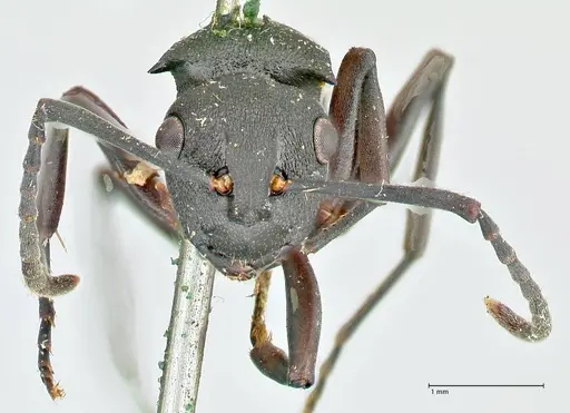 Polyrhachis cubaensis specimen FOCOL2585 image focol2585_2