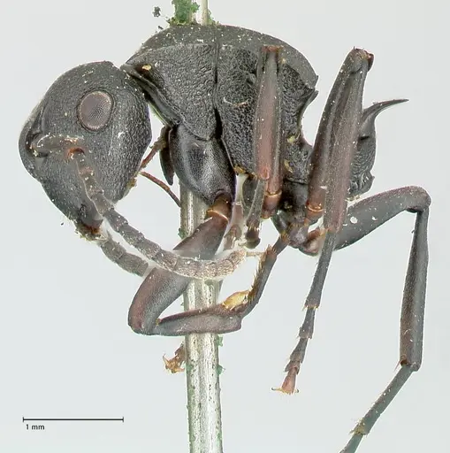 Polyrhachis cubaensis specimen FOCOL2585 image focol2585_3