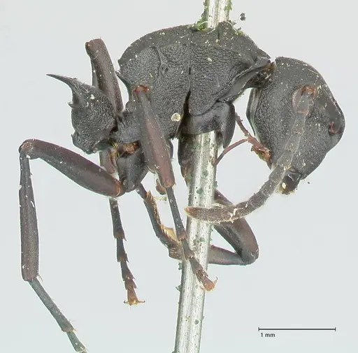 Polyrhachis cubaensis specimen FOCOL2585 image focol2585_4