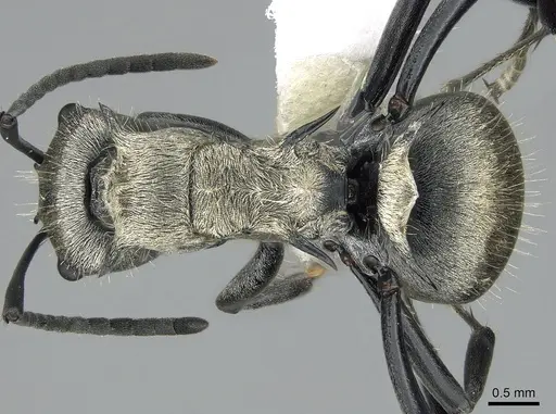 Polyrhachis cupreata specimen CASENT0281373 image casent0281373_1