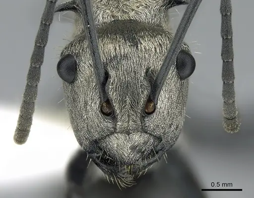 Polyrhachis cupreata specimen CASENT0281373 image casent0281373_2