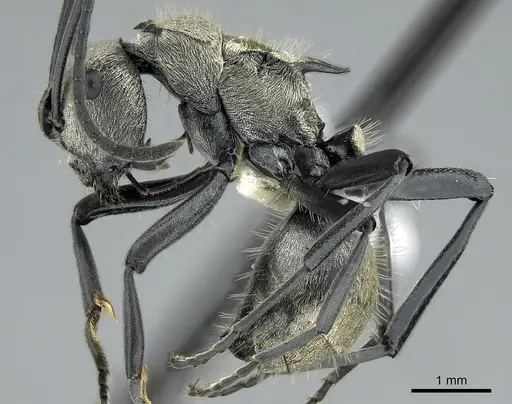 Polyrhachis cupreata specimen CASENT0281373 image casent0281373_3