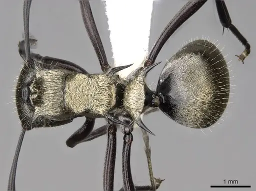 Polyrhachis cupreata specimen CASENT0281420 image casent0281420_1