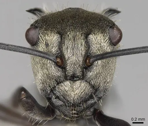 Polyrhachis cupreata specimen CASENT0281420 image casent0281420_2