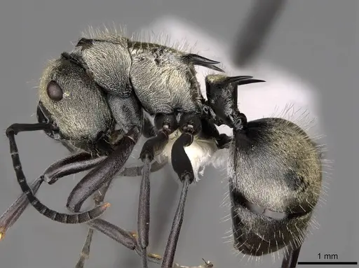 Polyrhachis cupreata specimen CASENT0281420 image casent0281420_3