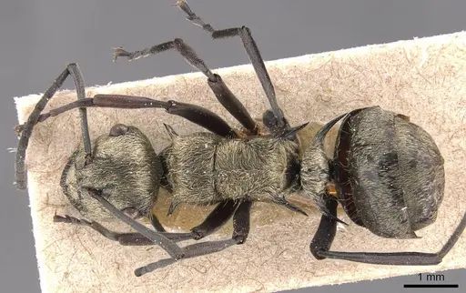 Polyrhachis cupreata specimen CASENT0905575 image casent0905575_1
