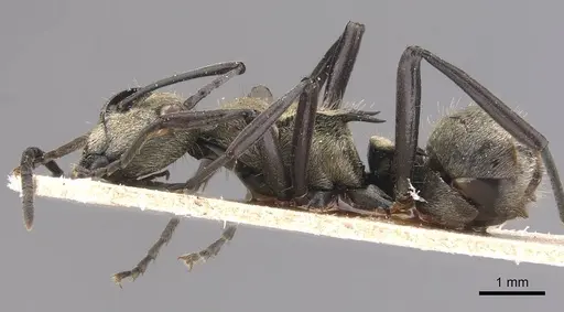 Polyrhachis cupreata specimen CASENT0905575 image casent0905575_3