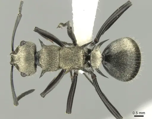 Polyrhachis cupreata specimen CASENT0906601 image casent0906601_1