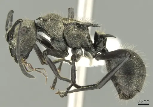 Polyrhachis cupreata specimen CASENT0906601 image casent0906601_3