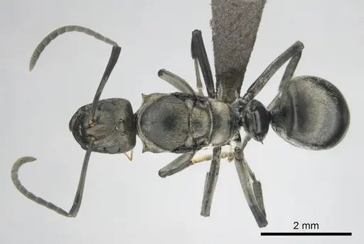 Polyrhachis curta specimen CASENT0250004 image casent0250004_1