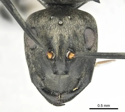 Polyrhachis curta specimen CASENT0250004 image casent0250004_2