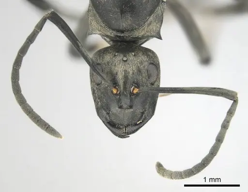 Polyrhachis curta specimen CASENT0250004 image casent0250004_3