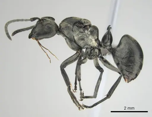 Polyrhachis curta specimen CASENT0250004 image casent0250004_4