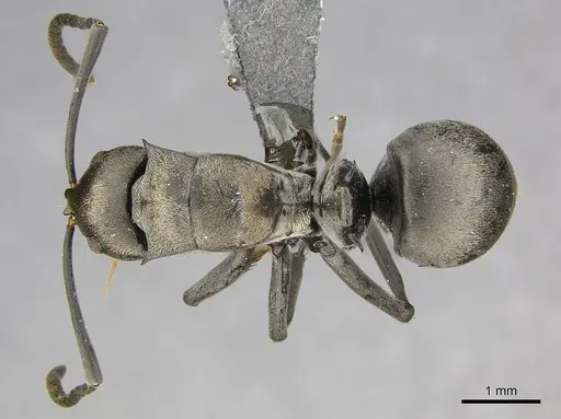 Polyrhachis curta specimen CASENT0250040 image casent0250040_1