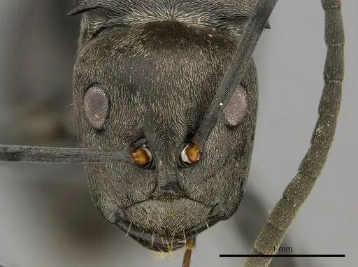 Polyrhachis curta specimen CASENT0250040 image casent0250040_2