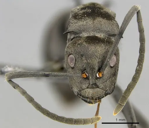Polyrhachis curta specimen CASENT0250040 image casent0250040_3