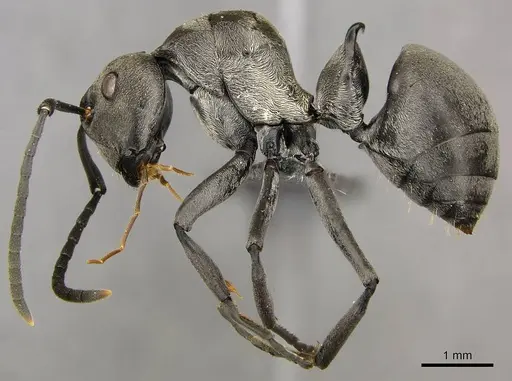 Polyrhachis curta specimen CASENT0250040 image casent0250040_4