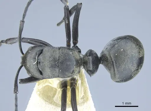 Polyrhachis curta specimen CASENT0906837 image casent0906837_1