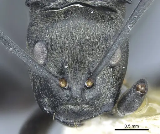 Polyrhachis curta specimen CASENT0906837 image casent0906837_2