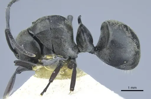 Polyrhachis curta specimen CASENT0906837 image casent0906837_3