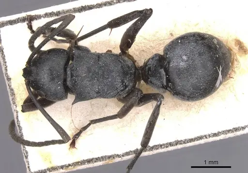 Polyrhachis curta specimen CASENT0913676 image casent0913676_1