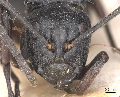 Polyrhachis curta specimen CASENT0913676 image casent0913676_2