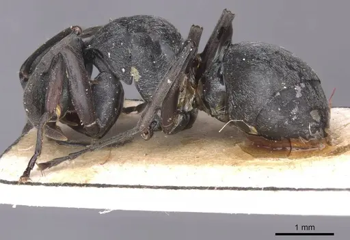 Polyrhachis curta specimen CASENT0913676 image casent0913676_3