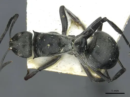 Polyrhachis curta specimen RMCAENT000017826 image rmcaent000017826_1