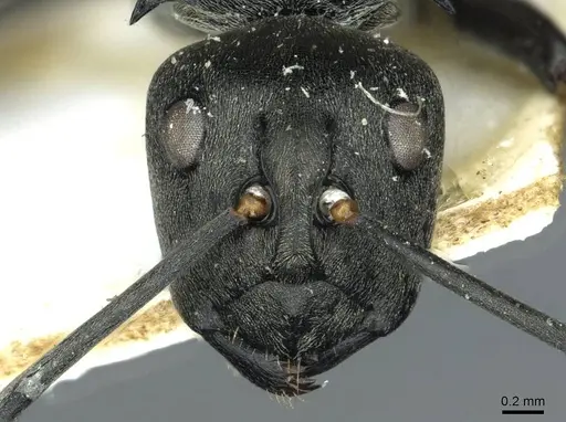 Polyrhachis curta specimen RMCAENT000017826 image rmcaent000017826_2