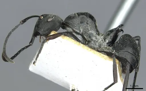 Polyrhachis curta specimen RMCAENT000017826 image rmcaent000017826_3