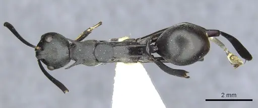Polyrhachis curvispina specimen CASENT0903370 image casent0903370_1
