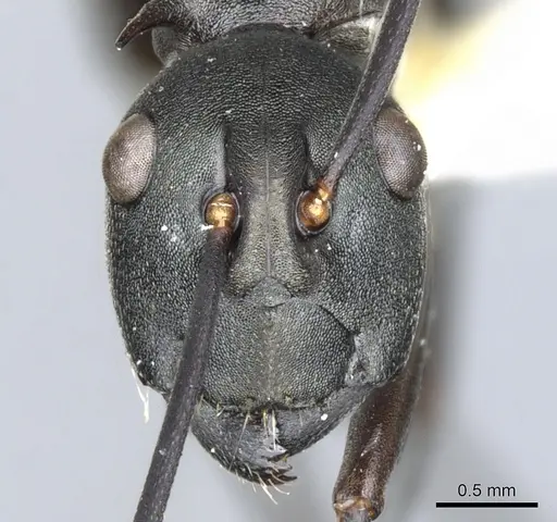 Polyrhachis curvispina specimen CASENT0903370 image casent0903370_2