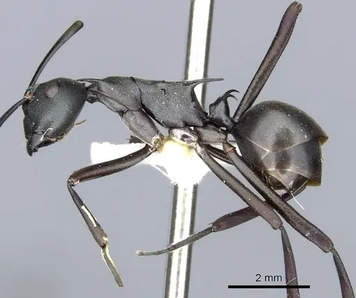 Polyrhachis curvispina specimen CASENT0903370 image casent0903370_3