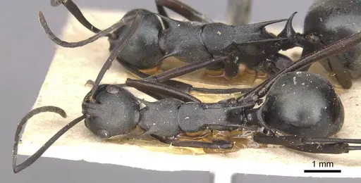Polyrhachis curvispina specimen CASENT0910875 image casent0910875_1