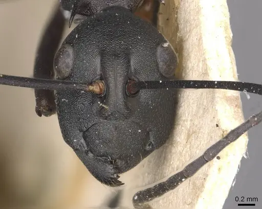 Polyrhachis curvispina specimen CASENT0910875 image casent0910875_2