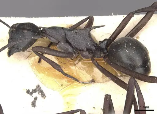 Polyrhachis curvispina specimen CASENT0910875 image casent0910875_3